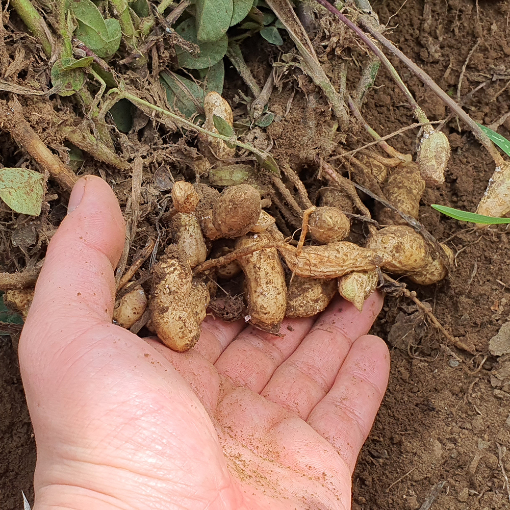 껍질이 얇아 맛있는 페루 프리미엄 레드 생땅콩 1kg, 2개 이미지 4
