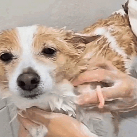 돌리스 강아지 샴푸 비누 강아지목욕 애견 고양이 샴푸 반려동물 샴푸바 100g, 1개 이미지 2