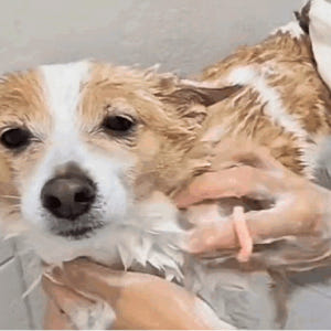 돌리스 강아지 샴푸 비누 강아지목욕 애견 고양이 샴푸 반려동물 샴푸바 1... 솔직 후기 | 실제 사용자 리뷰 총정리 - 상품 이미지 2