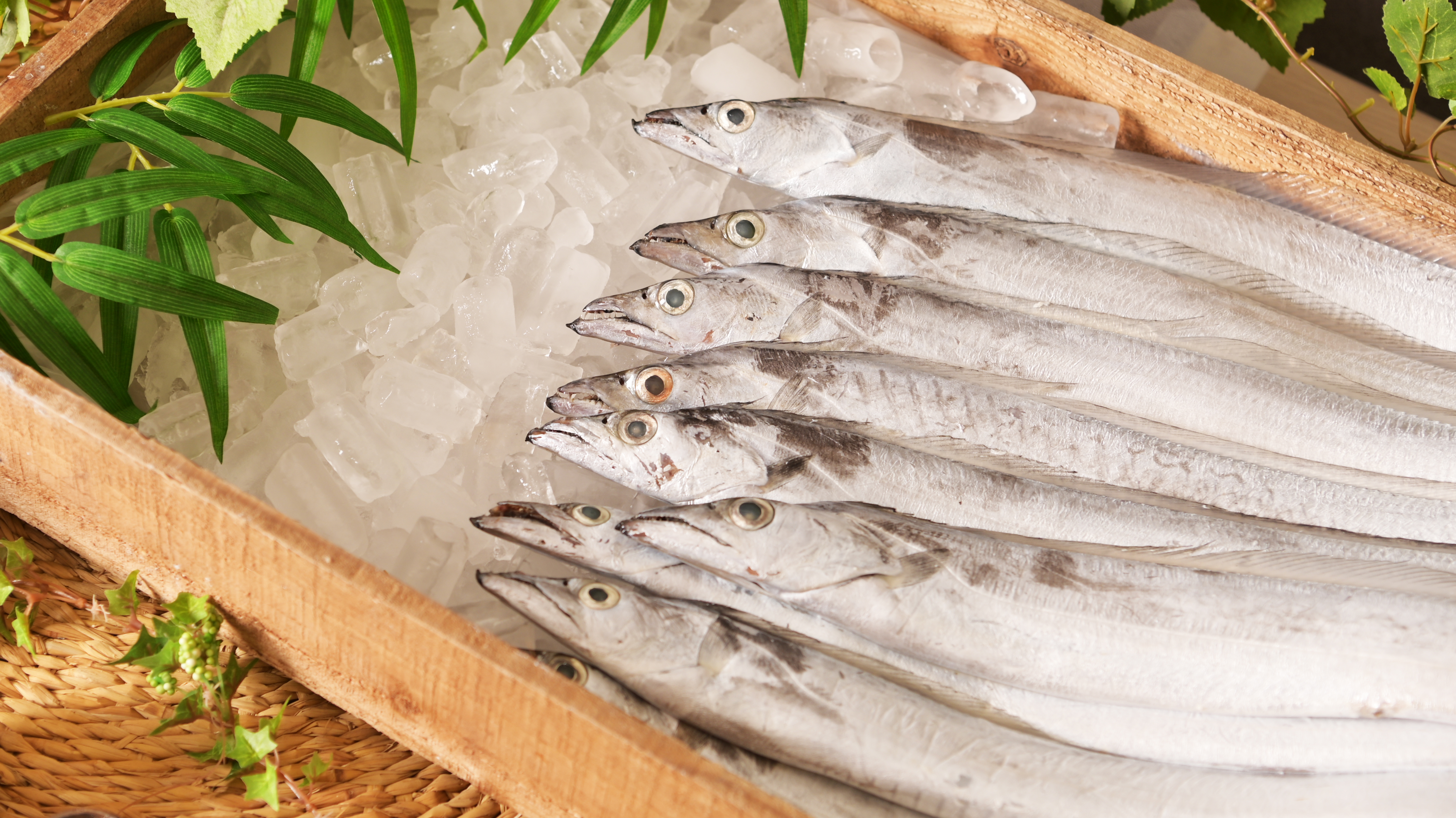 [제주어부] 제주 갈치 300g 400g 3마리 5마리 반찬 가정용 - 상세 이미지 3