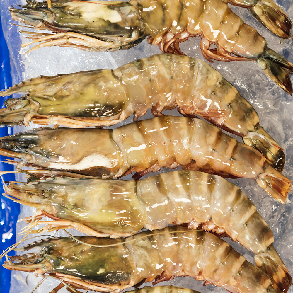 대천해 자연산 대하 1kg