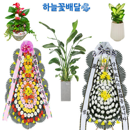 [성남화분배달 성남시개업화분 당일배송]동작구화환 동작구화분배달 개업화분 꽃배달