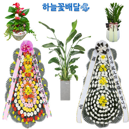 [성남화분배달 성남시개업화분 당일배송]의령근조화환 의령군꽃배달 화분배달 개업화분