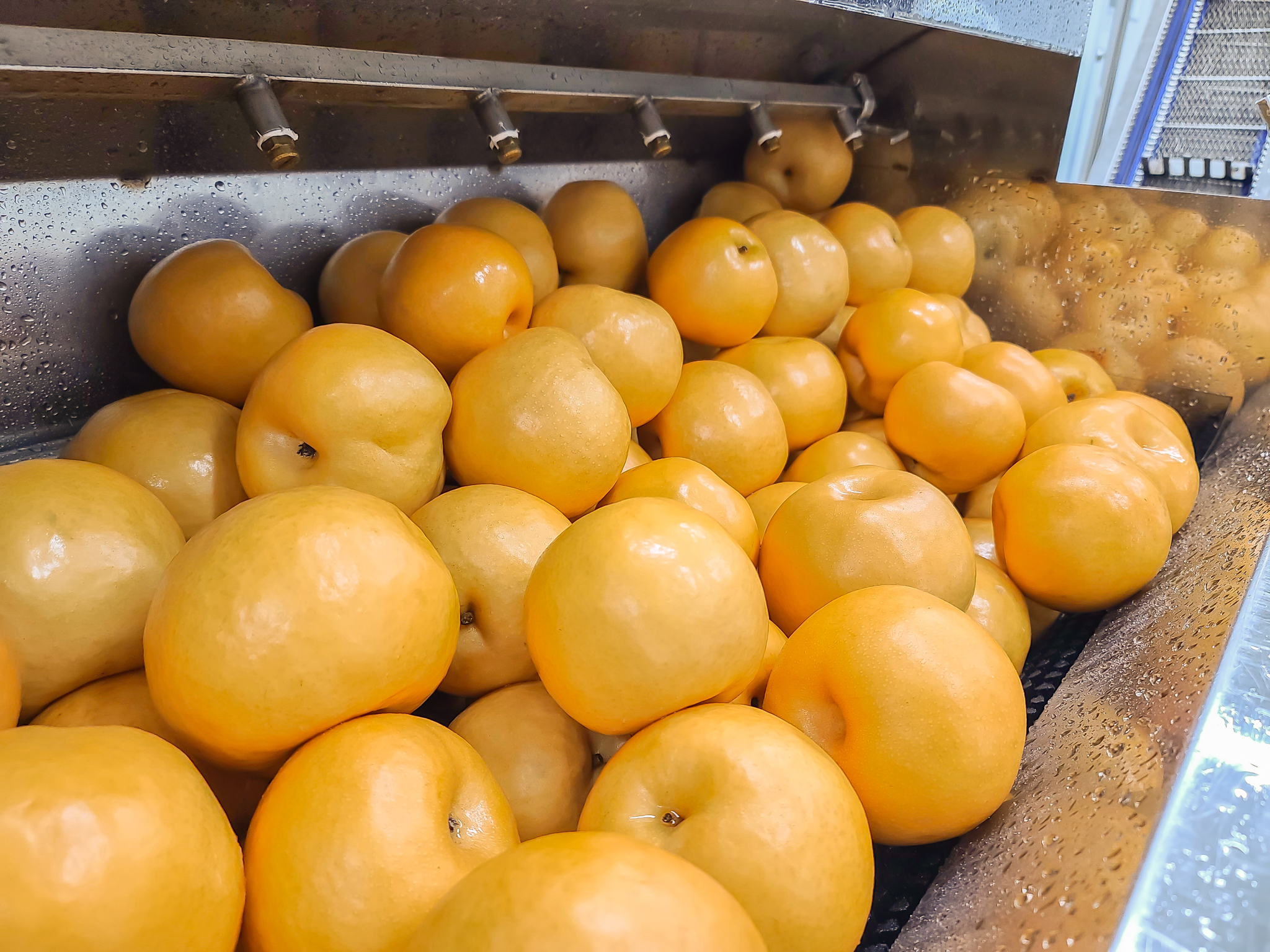 [영상공개]국산 순수 배즙 30포 - 상세 이미지 4