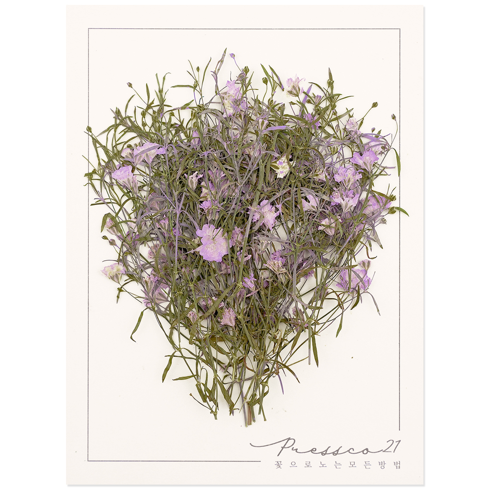 프레스코21 압화 줄기 밤안개(연보라) 20p - 메인 이미지