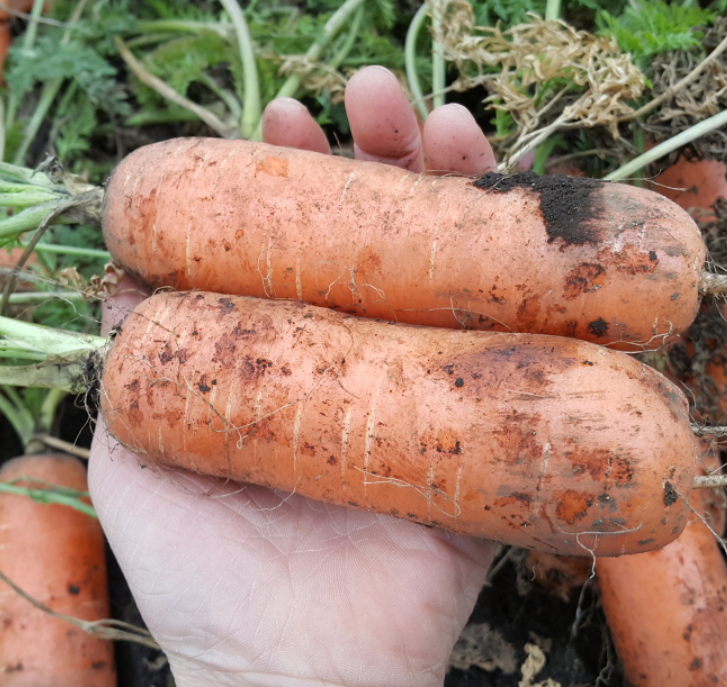 25년 햇 수확 국내산 흙 당근 2kg