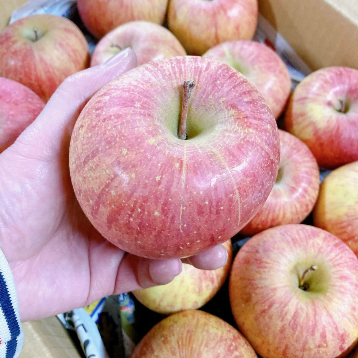 사과 청송 문경 시나노골드 부사사과 3kg