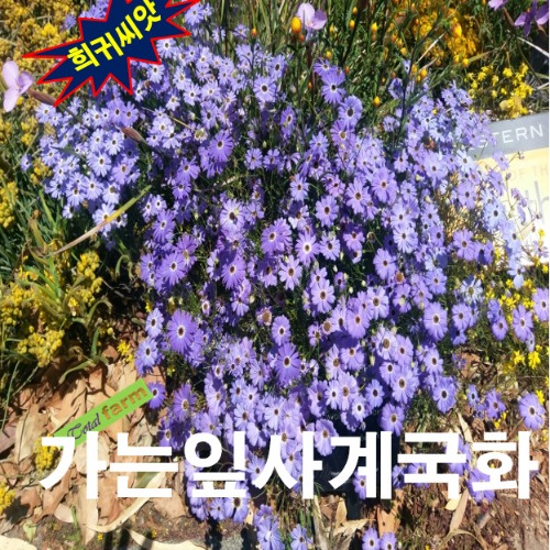 (씨앗나라) 브라키컴 혼합 씨앗 25립 : 팝스페이스