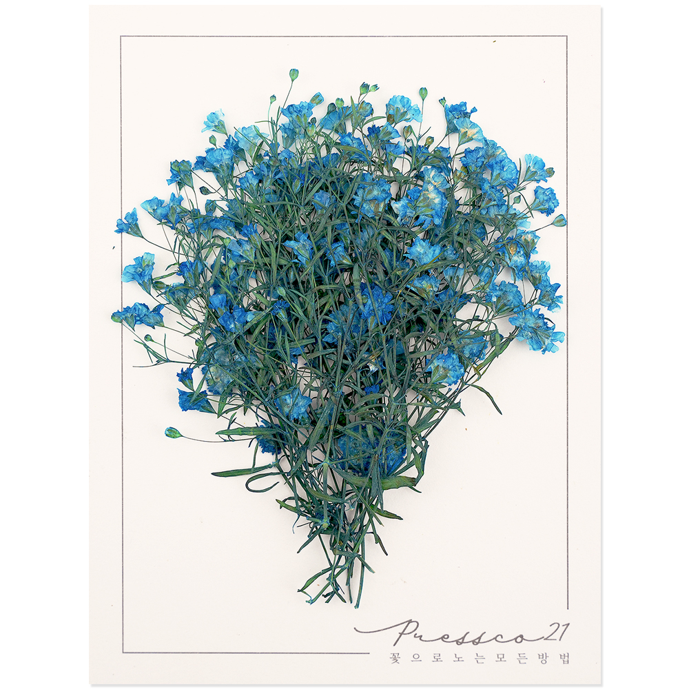 프레스코21 압화 줄기 밤안개(파랑) 20p - 메인 이미지