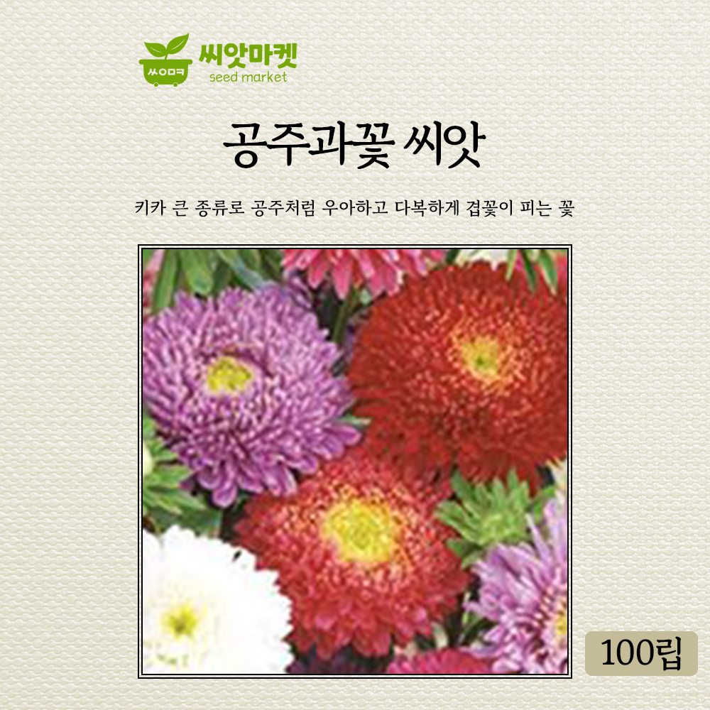 가든 공주 과꽃씨앗 100립 일년생 겹꽃씨 종자 : 양동씨앗마켓