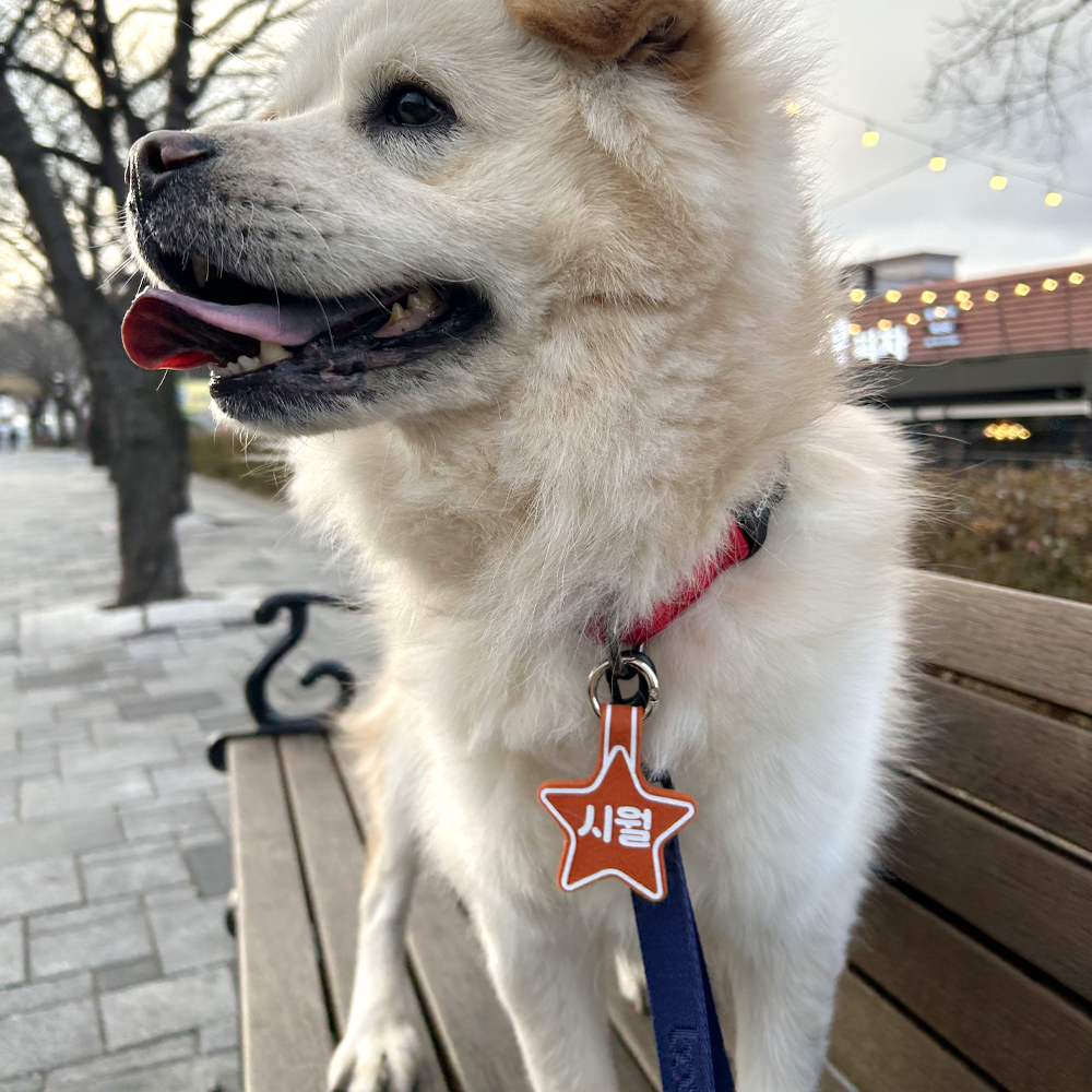 (소형)강아지 네임택 강아지 인식표 전사네임택 이름표 반려견 명찰 별형 이미지 6