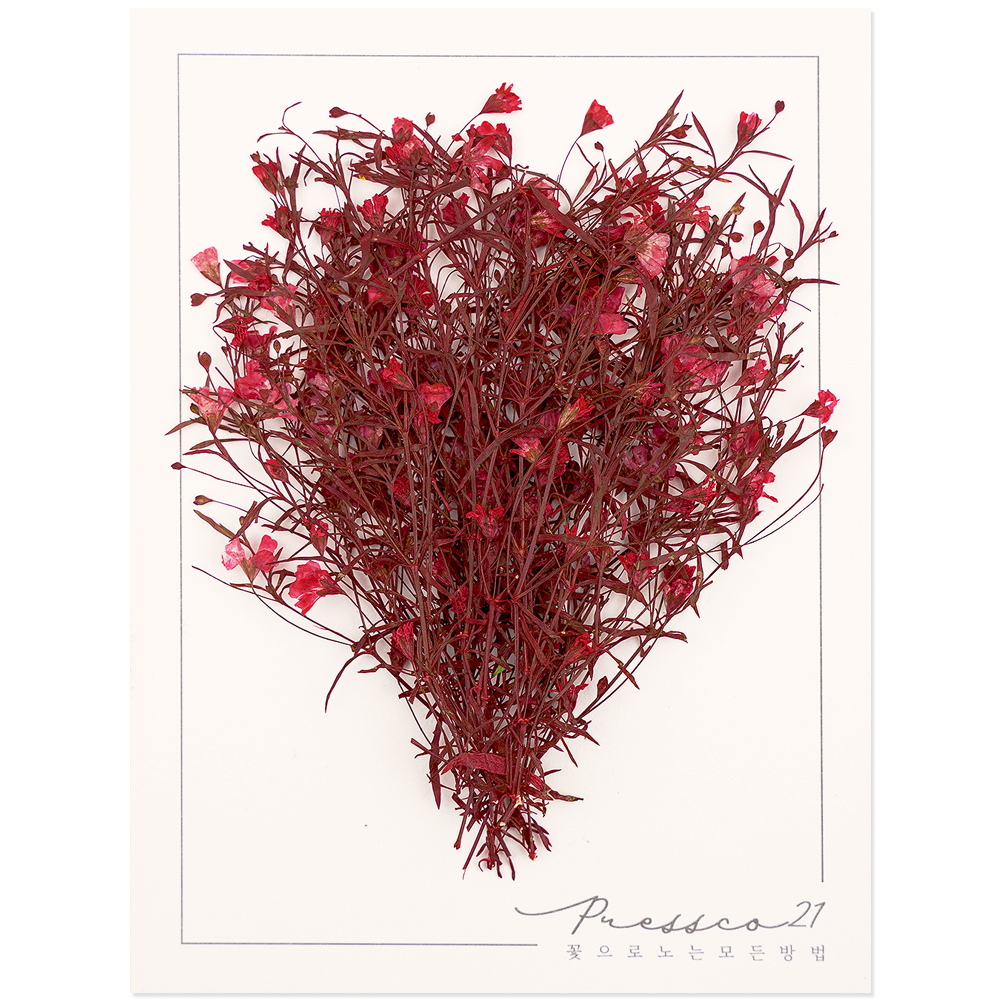 프레스코21 압화 줄기 밤안개(빨강) 20p - 상품 이미지