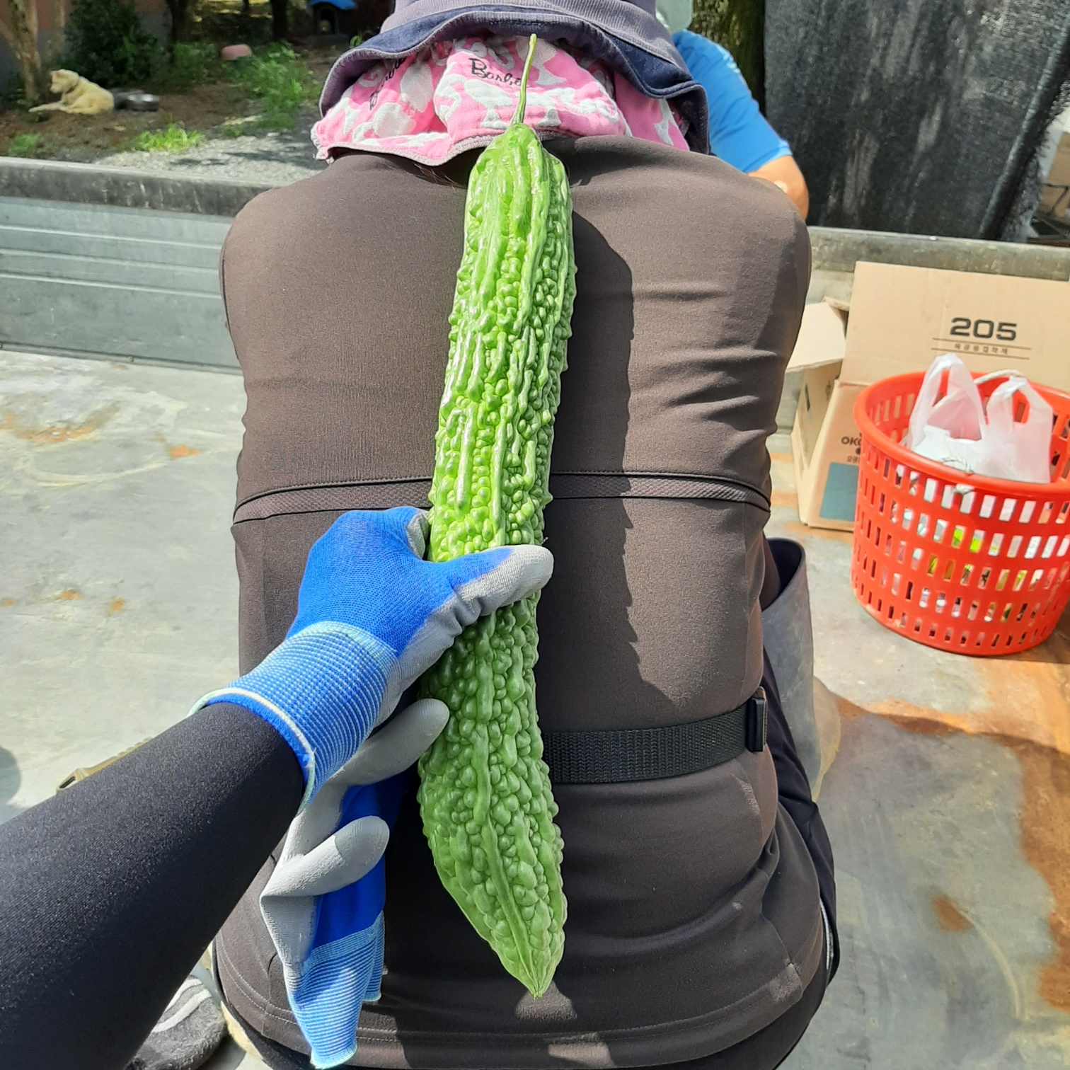 국산 여주분말 가루 70g, 1개 - 상세 이미지 4