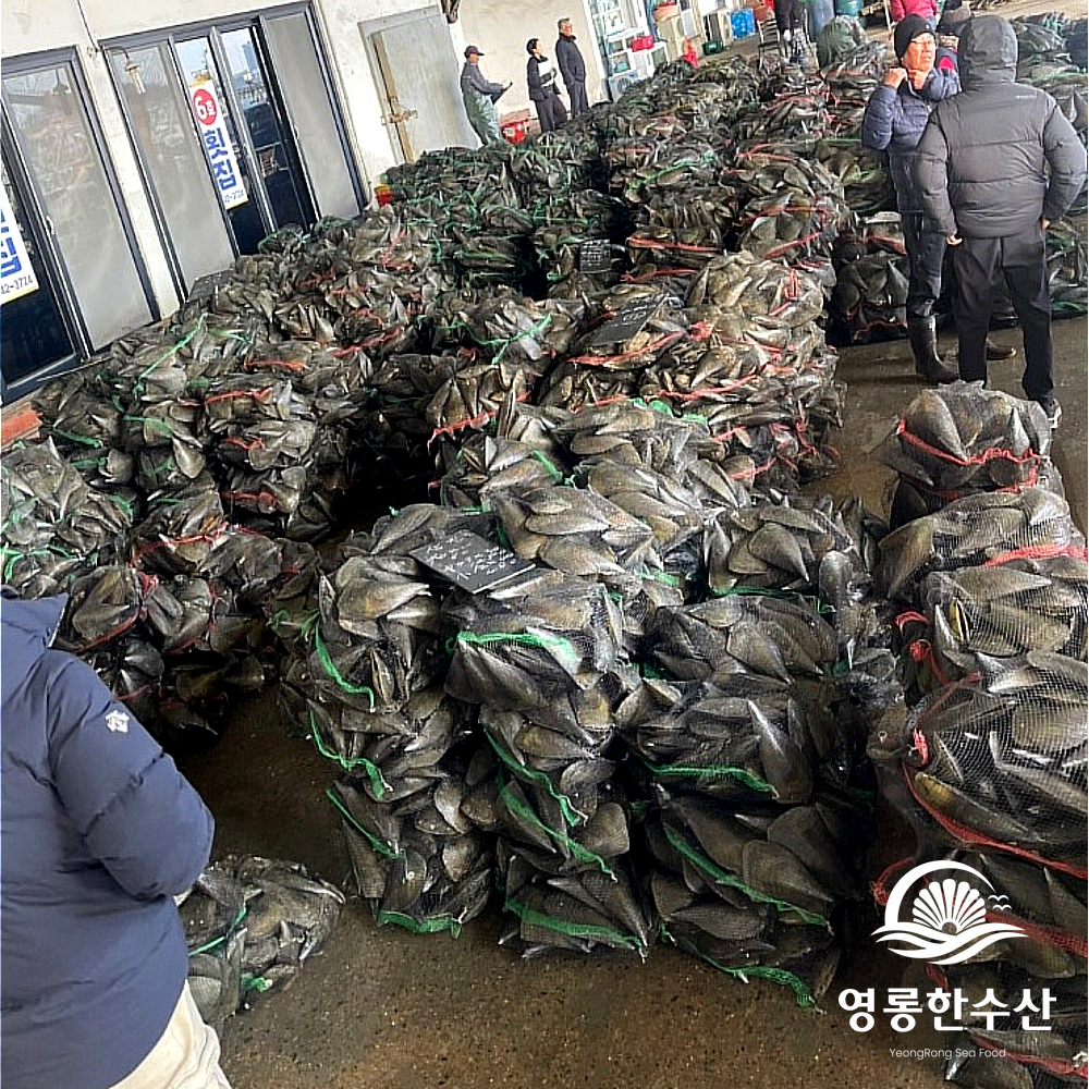 키조개 산지직송 여수키조개 키조개추천 키조개맛있게즐기기