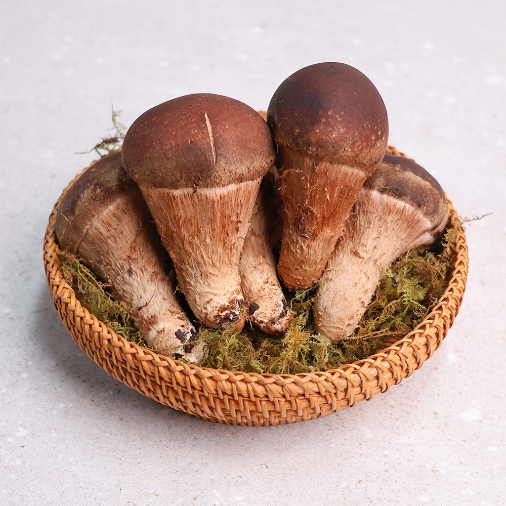 오늘신선 산지직송 무농약 참송이버섯 가정용/정품(500g,700g,1kg) 선물세트 - 상세 이미지 2