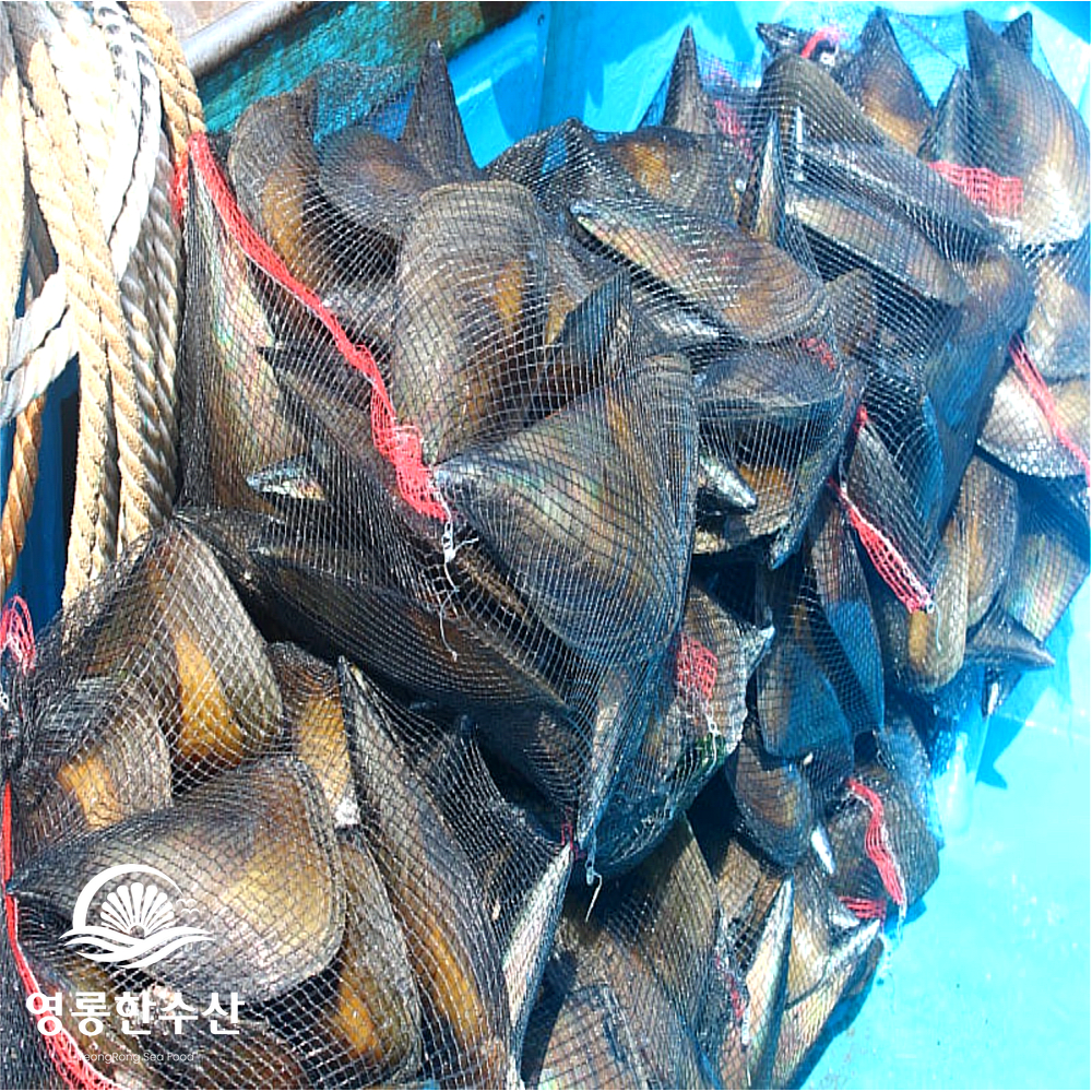 키조개 산지직송 여수키조개 키조개추천 키조개맛있게즐기기