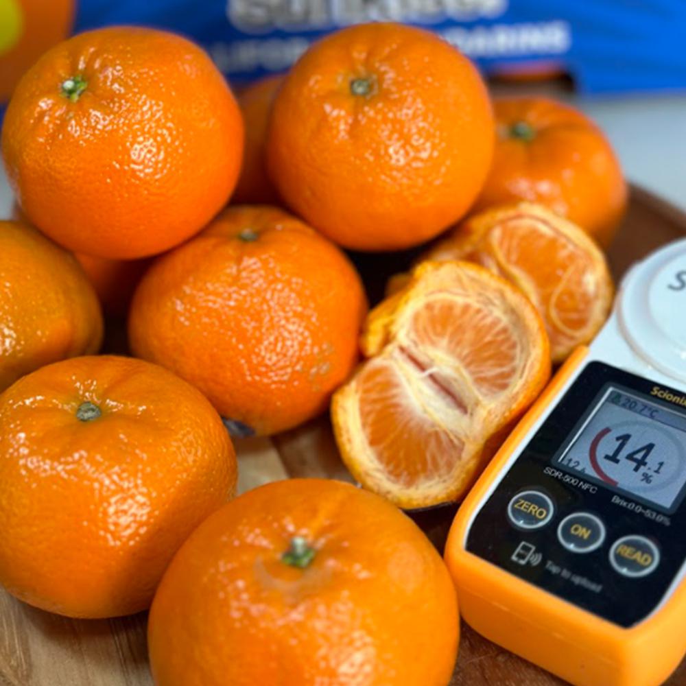 미국산 고당도 14브릭스 만다린귤 1kg, 1개 - 상품 이미지