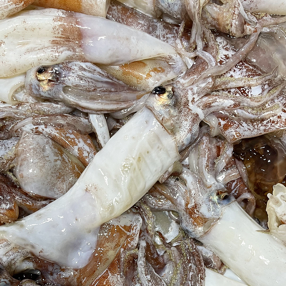 속초왕꼴뚜기 손질 갈고리흰오징어 생물 튀김 제철해산물 회무침 볶음 이미지 8