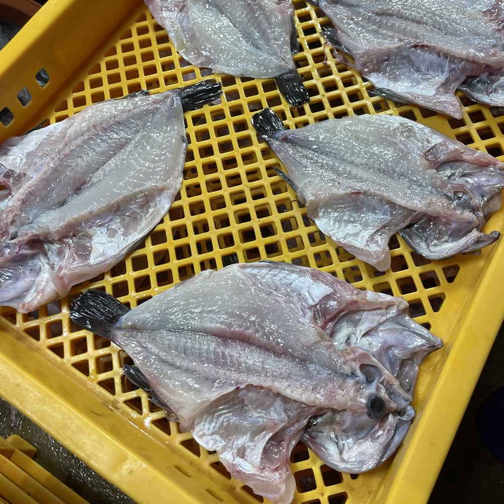 자연산 반건조 우럭 1.5kg 말린우럭포 10마리 제수용 생선구이 매운탕용 건우럭 볼락 - 상세 이미지 5
