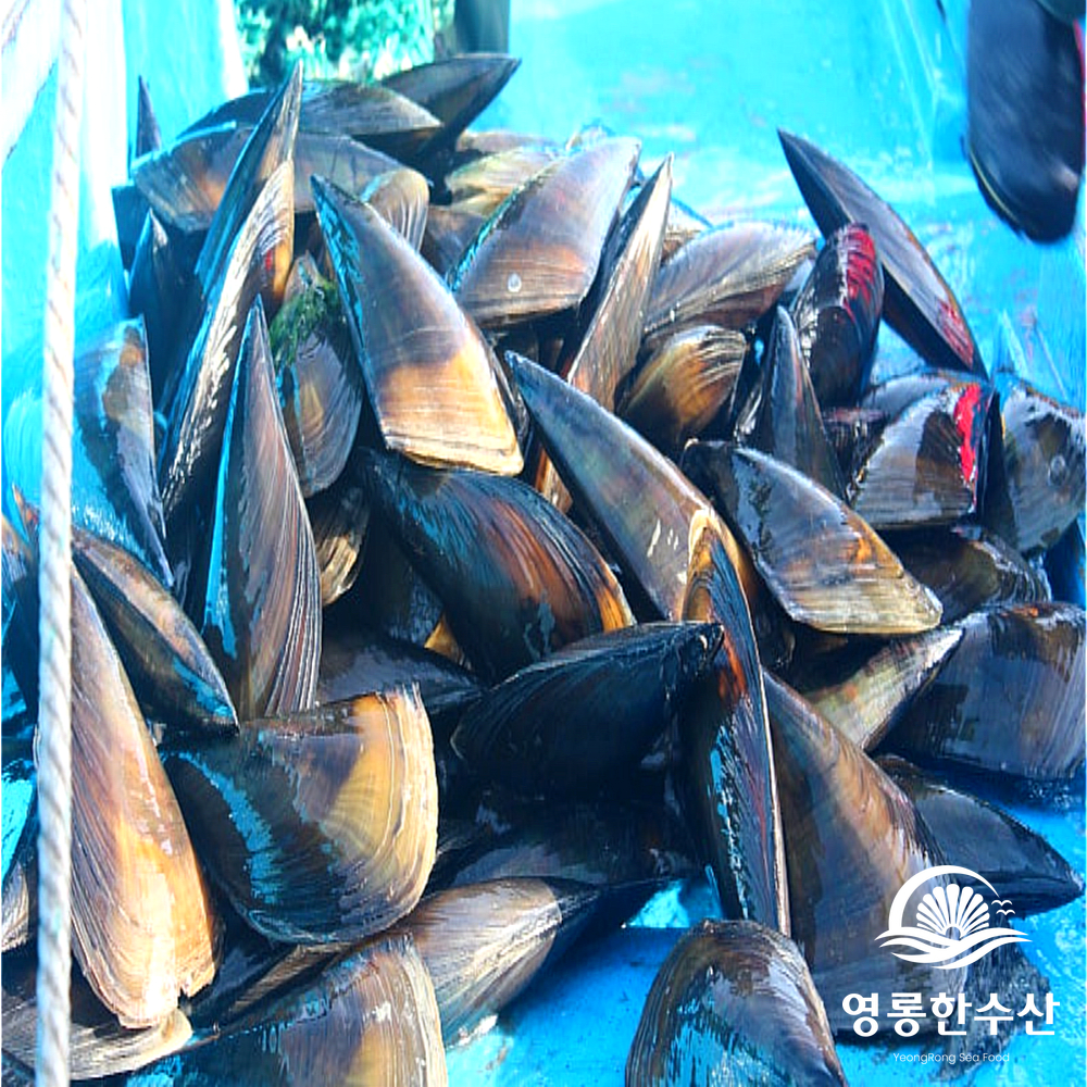키조개 산지직송 여수키조개 키조개추천 키조개맛있게즐기기