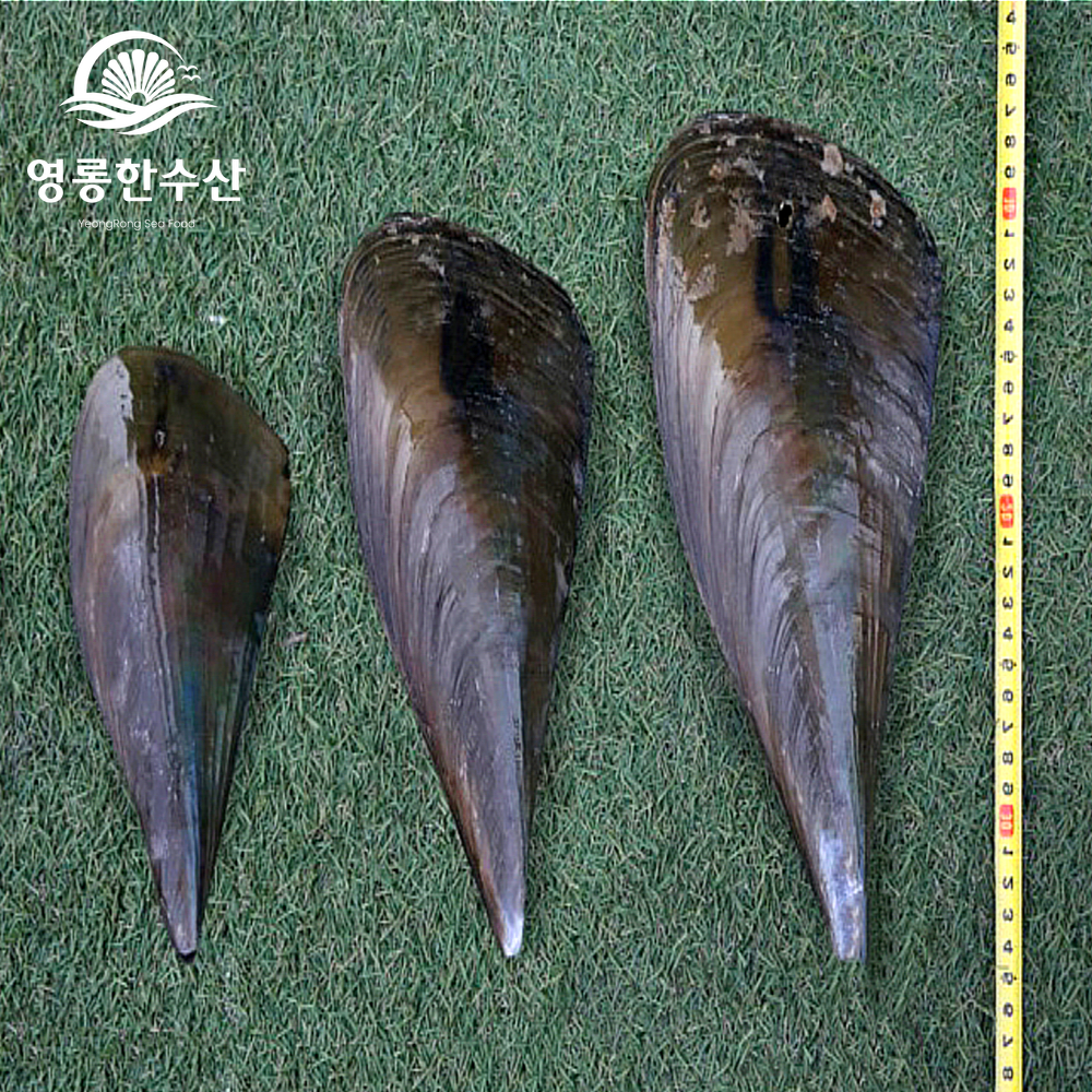 키조개 산지직송 여수키조개 키조개추천 키조개맛있게즐기기