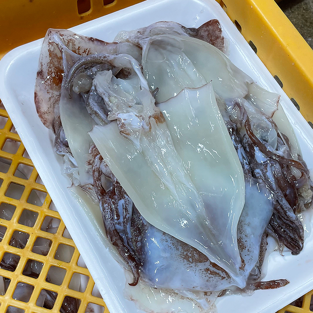 속초왕꼴뚜기 손질 갈고리흰오징어 생물 튀김 제철해산물 회무침 볶음 - 상세 이미지 4