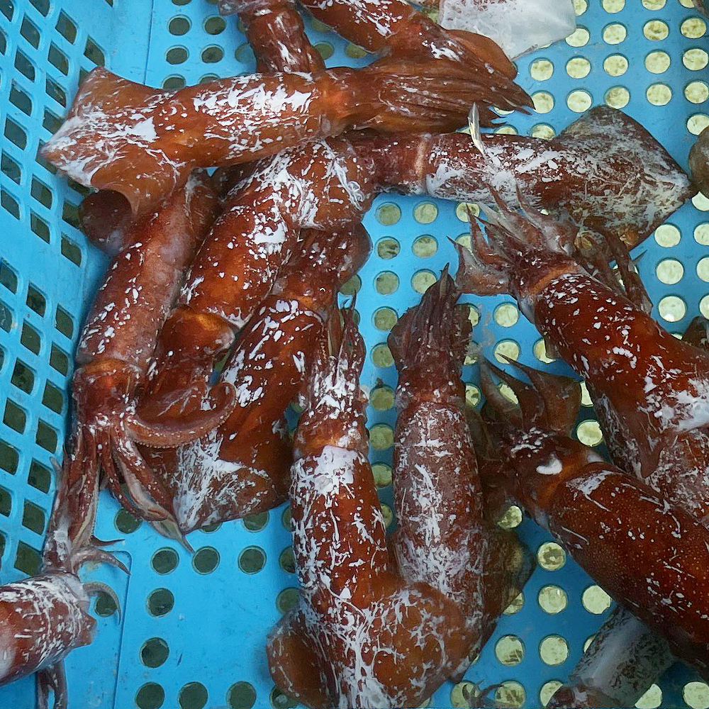 속초왕꼴뚜기 손질 갈고리흰오징어 생물 튀김 제철해산물 회무침 볶음 - 상세 이미지 2