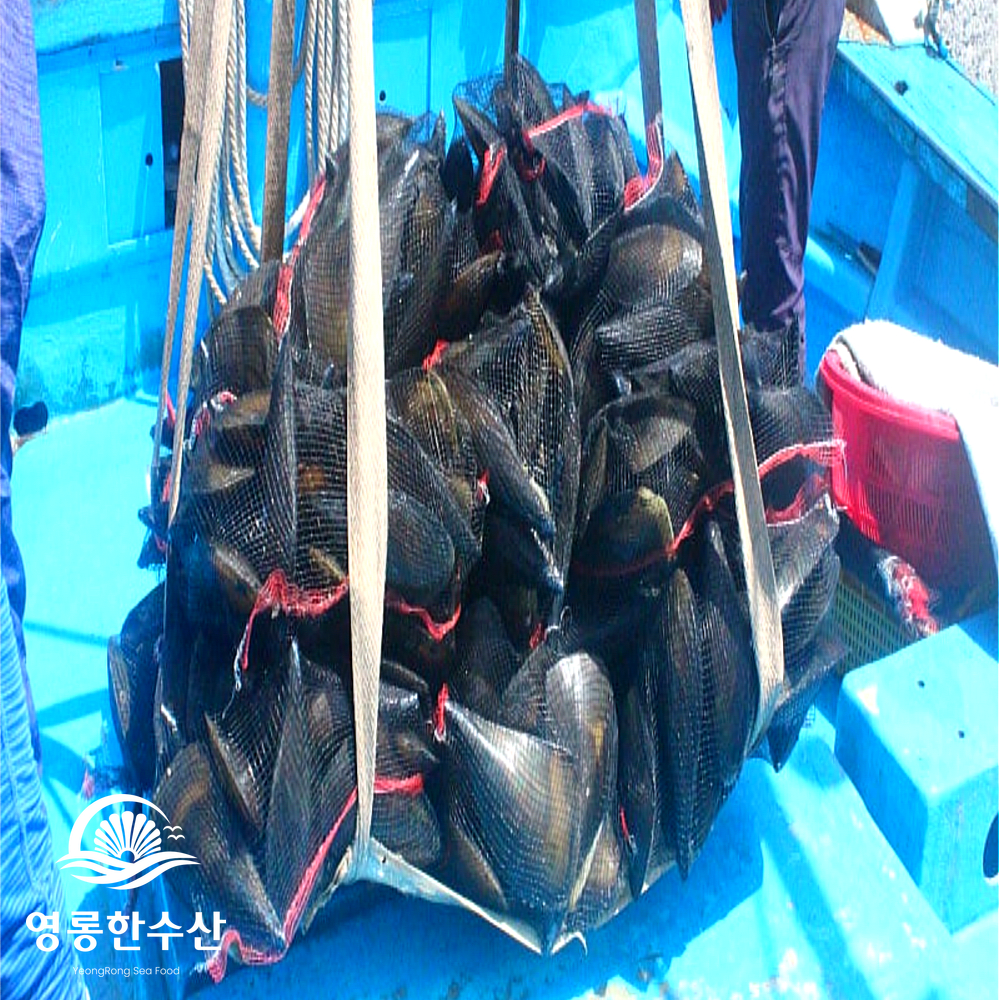 키조개 산지직송 여수키조개 키조개추천 키조개맛있게즐기기