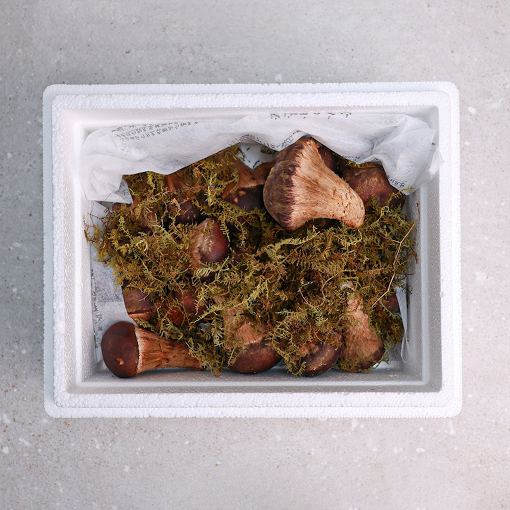 오늘신선 산지직송 무농약 참송이버섯 가정용/정품(500g,700g,1kg) 선물세트 - 상세 이미지 5