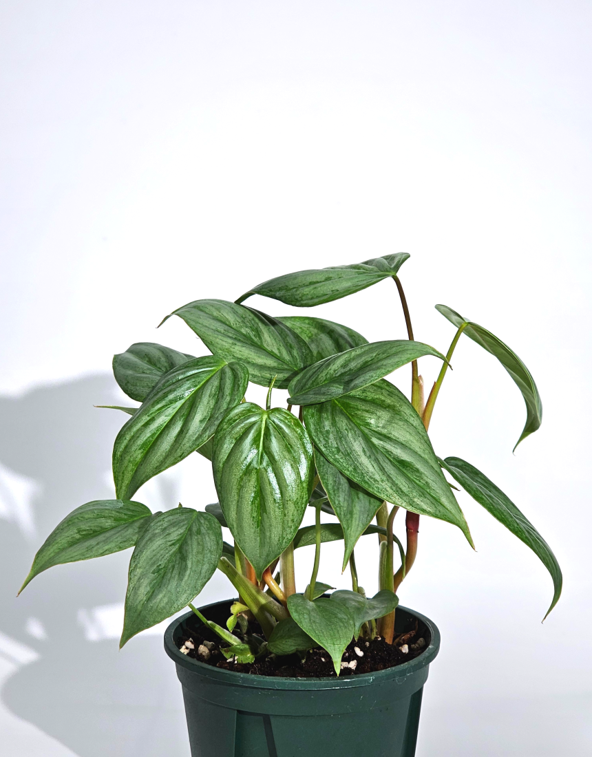 희귀식물 필로덴드론 소디로이 드워프 10cm