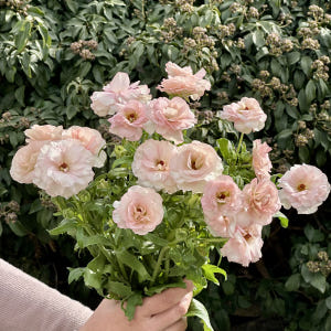 희록플라워 버터플라이 라넌큘러스 생화 꽃 택배 꽃배달 싼곳 양재꽃시장 솔직 후기 | 실사용자 리뷰 분석 - 상품 이미지 4