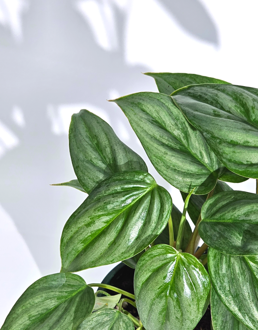 희귀식물 필로덴드론 소디로이 드워프 10cm