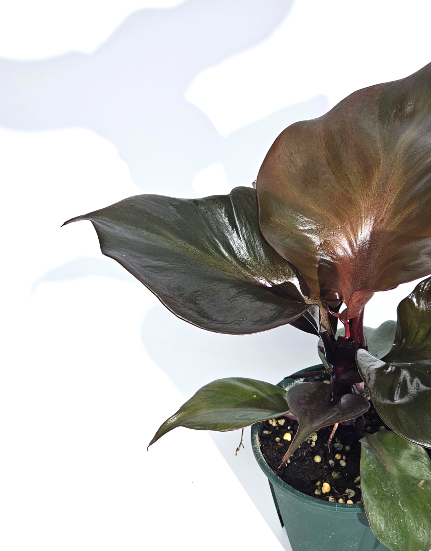 희귀식물 필로덴드론 레드하트 10cm - 상세 이미지 3