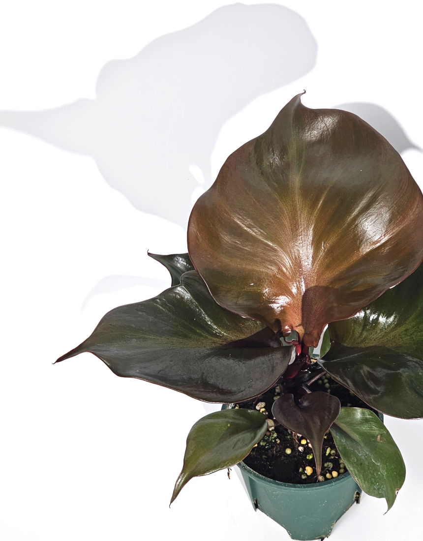 희귀식물 필로덴드론 레드하트 10cm - 상세 이미지 2