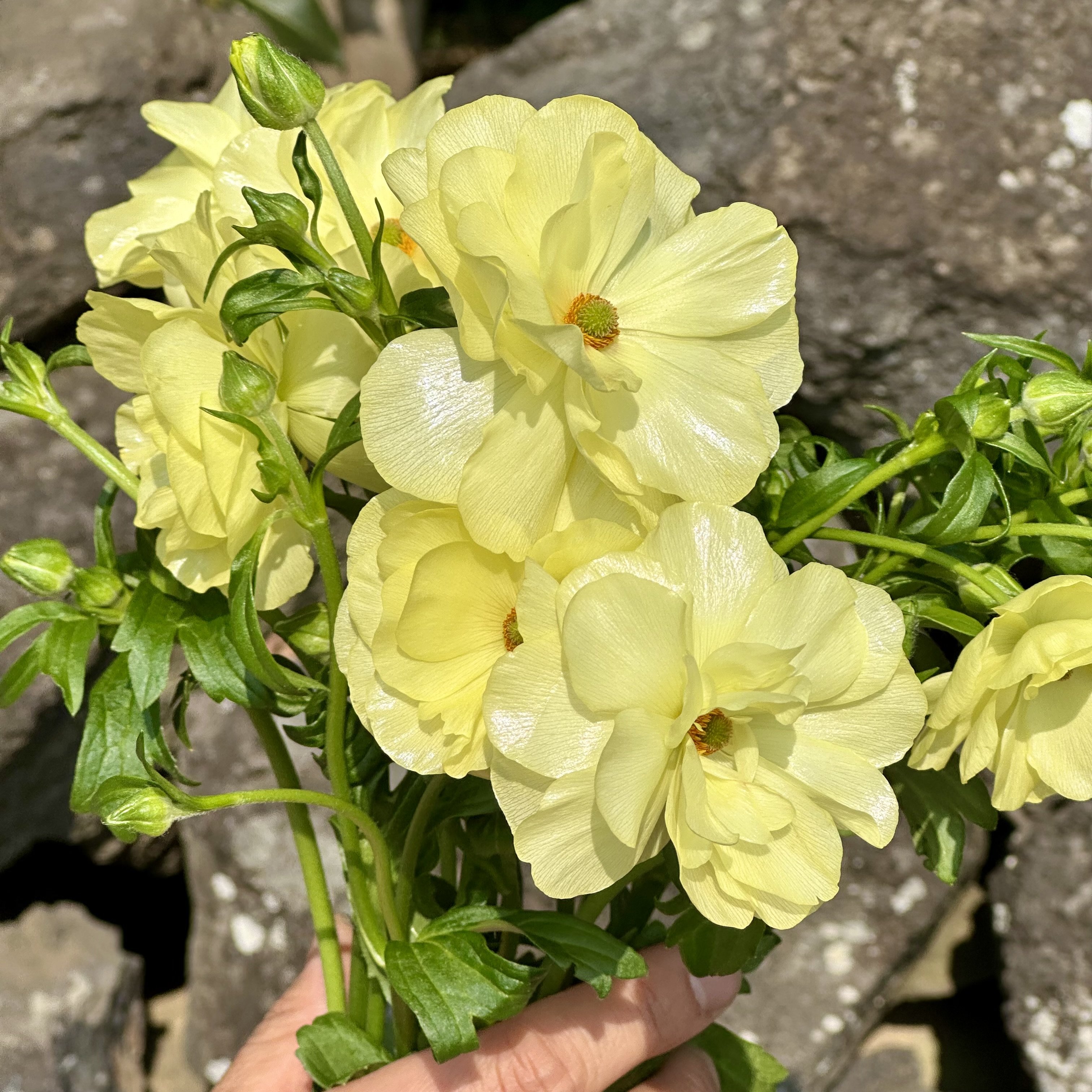 희록플라워 버터플라이 라넌큘러스 생화 꽃 택배 꽃배달 싼곳 양재꽃시장 이미지 3