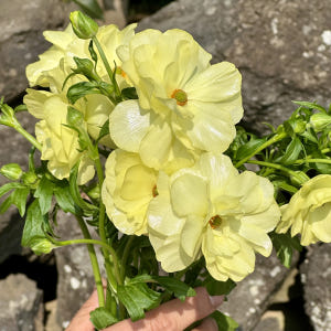 희록플라워 버터플라이 라넌큘러스 생화 꽃 택배 꽃배달 싼곳 양재꽃시장 솔직 후기 | 실사용자 리뷰 분석 - 상품 이미지 3