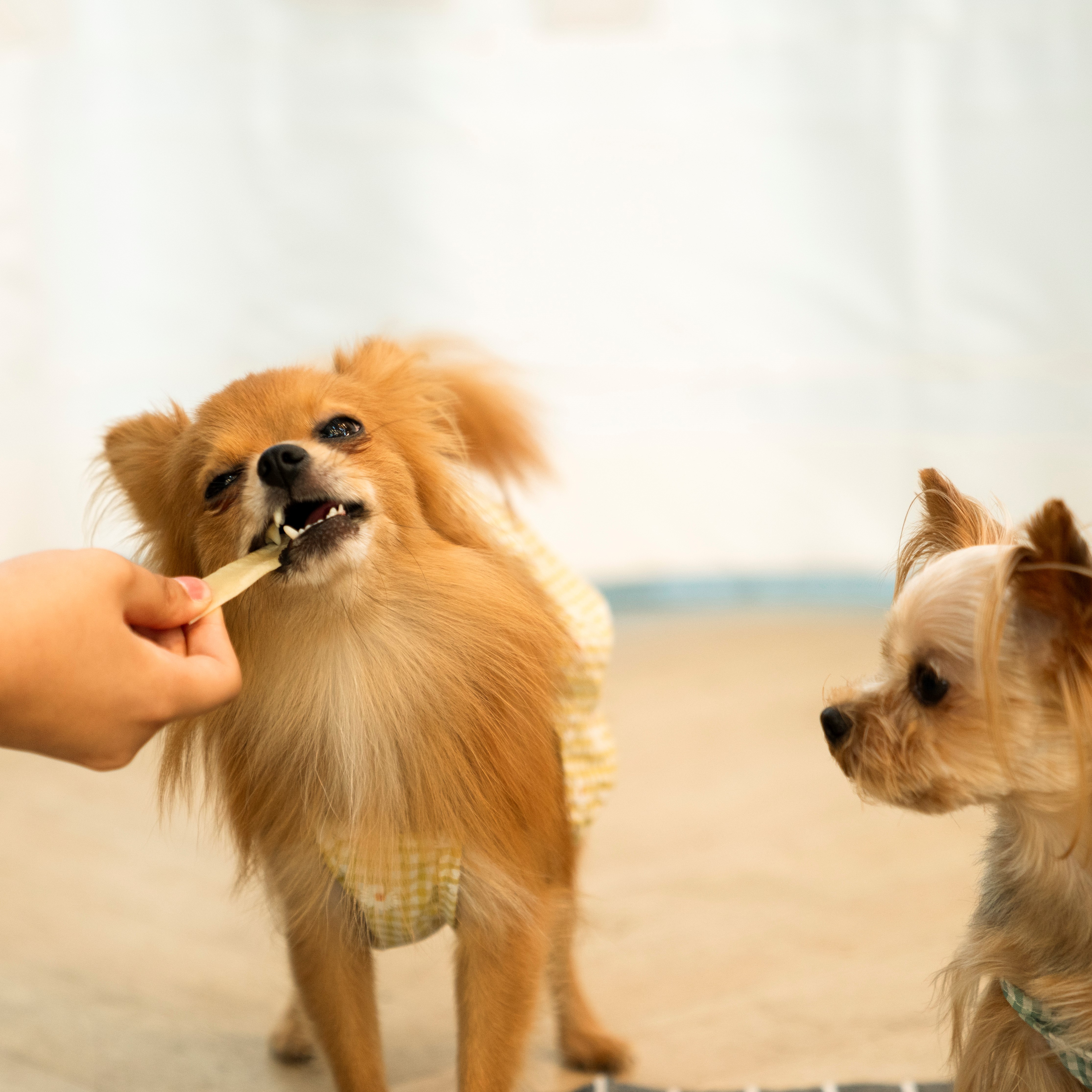 츄잇 한우껌 강아지 오래먹는 껌 대용량 수제 간식 소가죽 소힘줄 4팩
