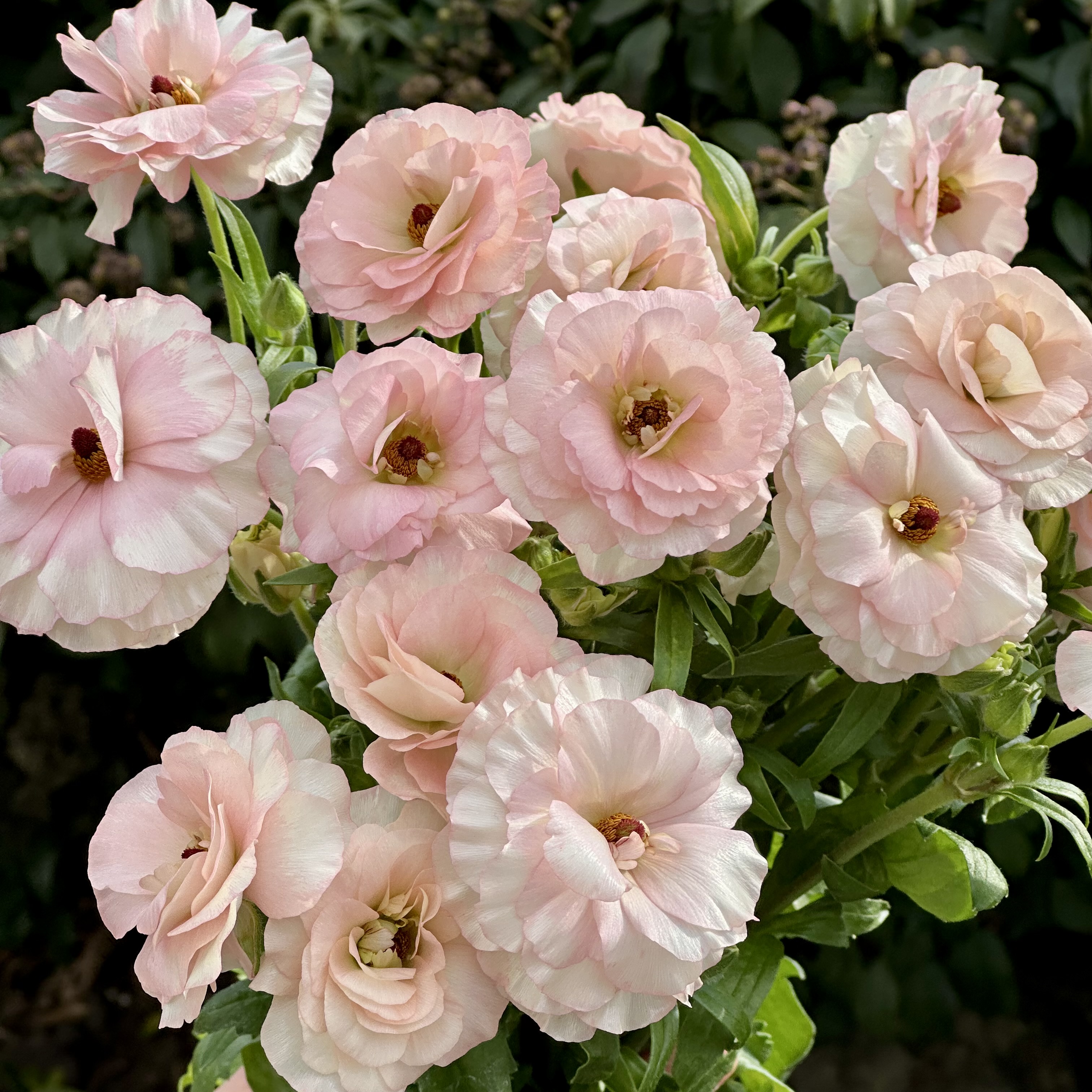 희록플라워 버터플라이 라넌큘러스 생화 꽃 택배 꽃배달 싼곳 양재꽃시장 이미지 2