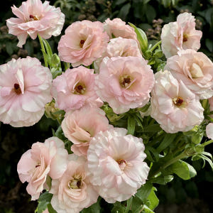 희록플라워 버터플라이 라넌큘러스 생화 꽃 택배 꽃배달 싼곳 양재꽃시장 솔직 후기 | 실사용자 리뷰 분석 - 상품 이미지 2