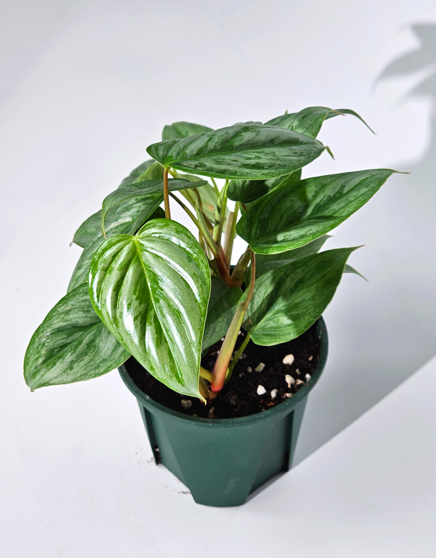 희귀식물 필로덴드론 소디로이 드워프 10cm