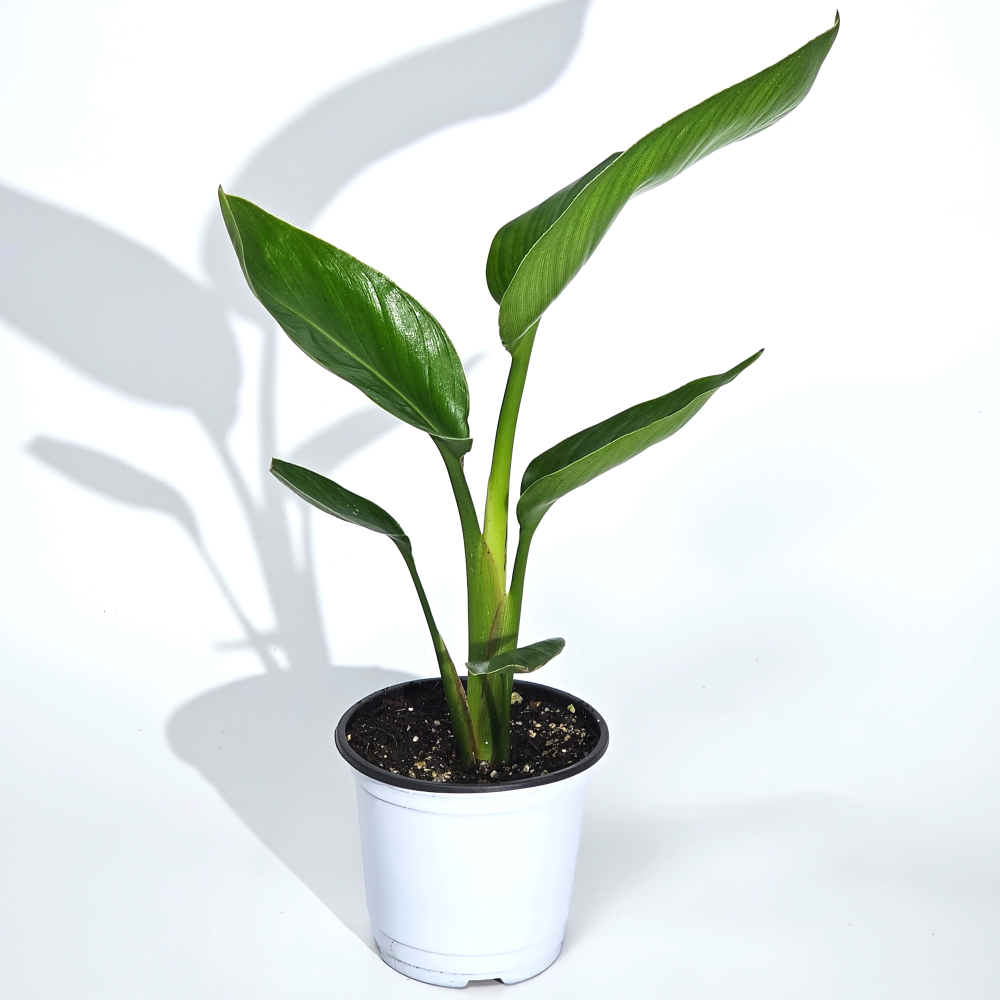 키우기쉬운 식물 여인초 극락조 10cm