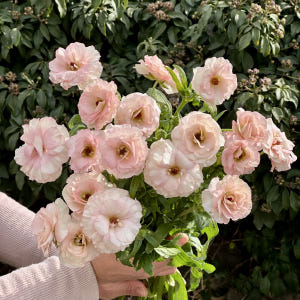 희록플라워 버터플라이 라넌큘러스 생화 꽃 택배 꽃배달 싼곳 양재꽃시장 솔직 후기 | 실사용자 리뷰 분석 - 상품 이미지 1