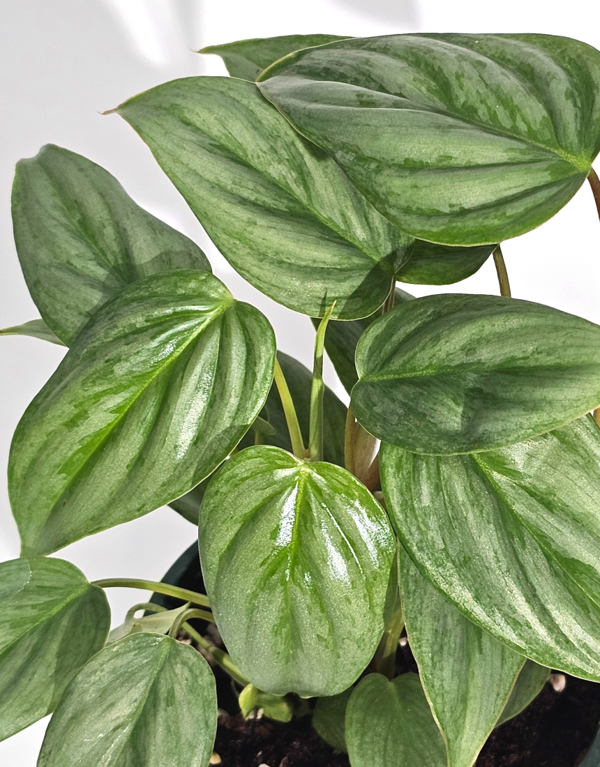 희귀식물 필로덴드론 소디로이 드워프 10cm