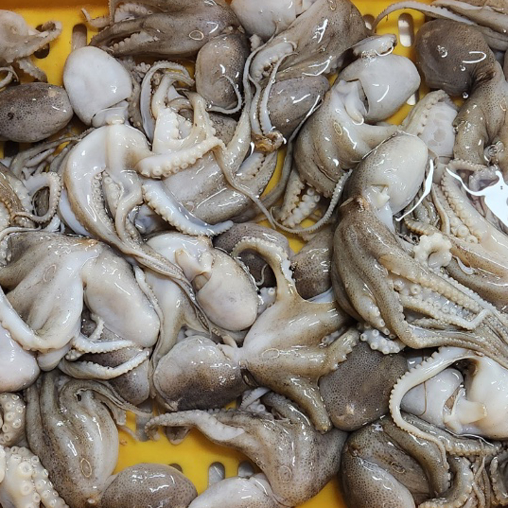 완전손질 자연산 냉동 왕쭈꾸미 1+1(350g 2 팩)깔끔용기진공포장