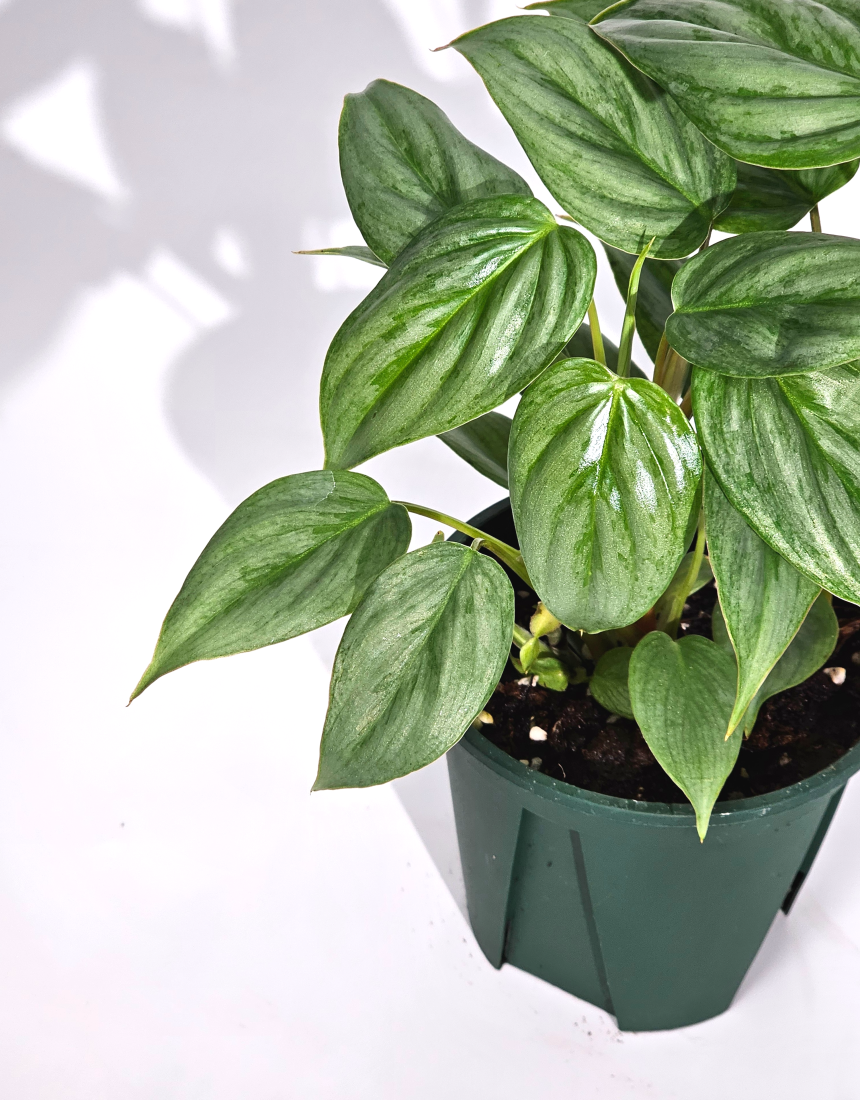 희귀식물 필로덴드론 소디로이 드워프 10cm