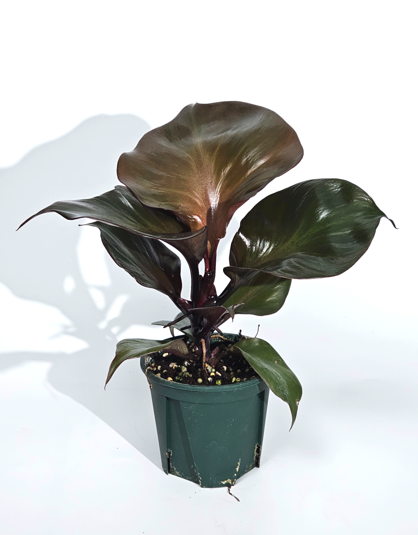 희귀식물 필로덴드론 레드하트 10cm - 상품 이미지