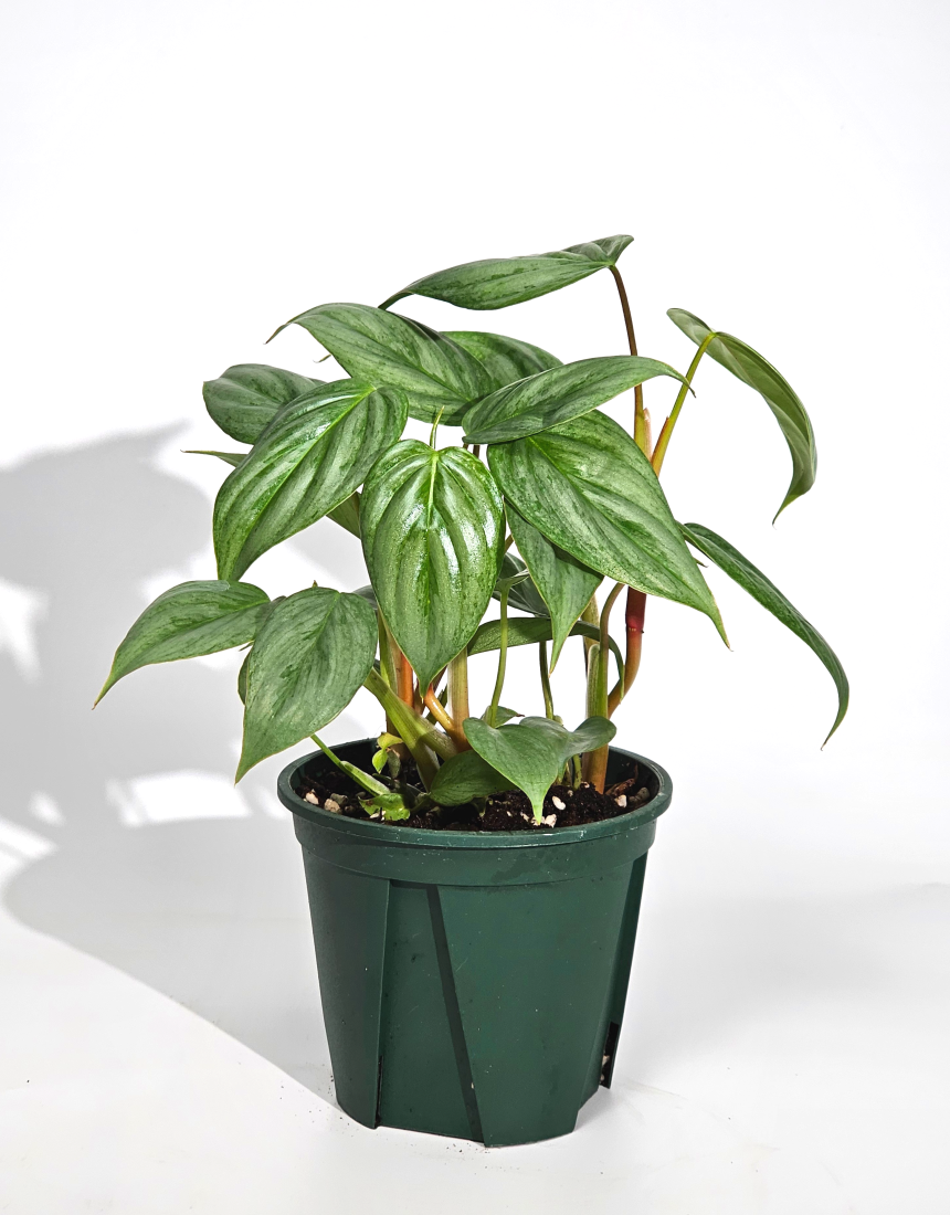 희귀식물 필로덴드론 소디로이 드워프 10cm