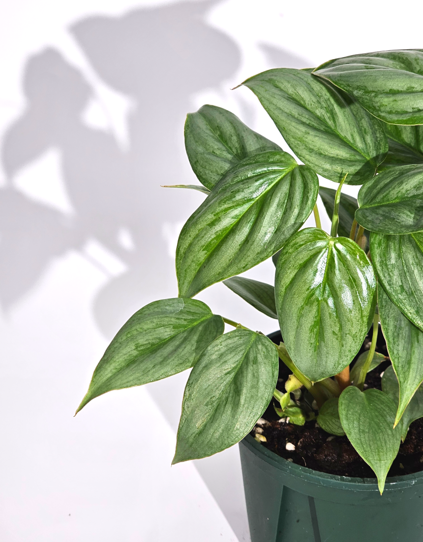 희귀식물 필로덴드론 소디로이 드워프 10cm