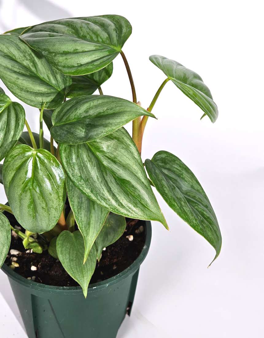 희귀식물 필로덴드론 소디로이 드워프 10cm