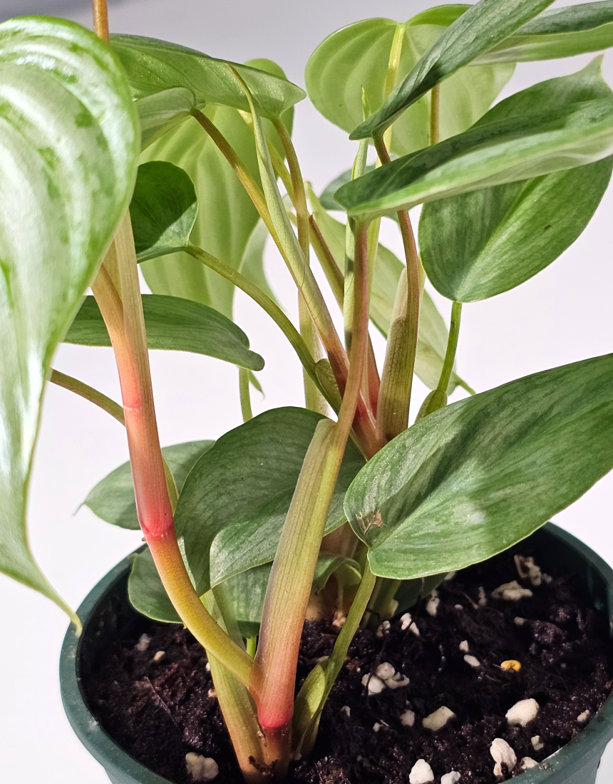 희귀식물 필로덴드론 소디로이 드워프 10cm